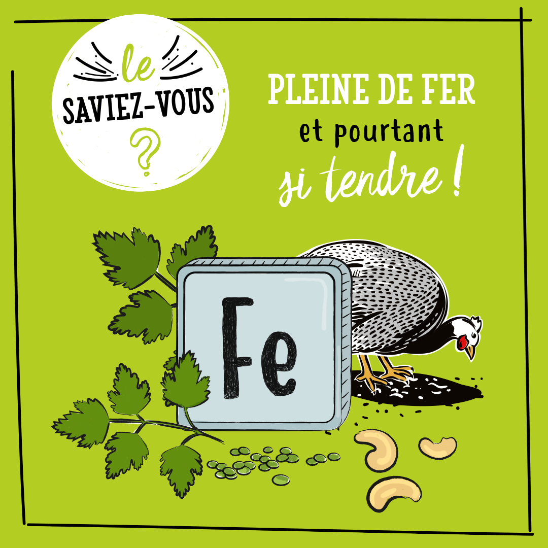 pleine de fer la pintade
