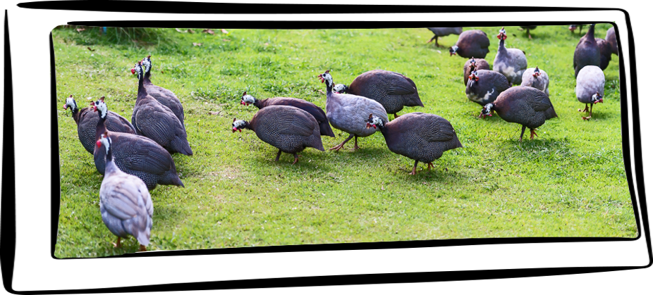 Mysterious creatures, these guinea fowl